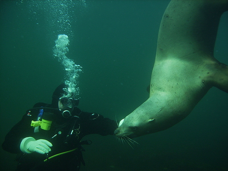 Diving with Lions