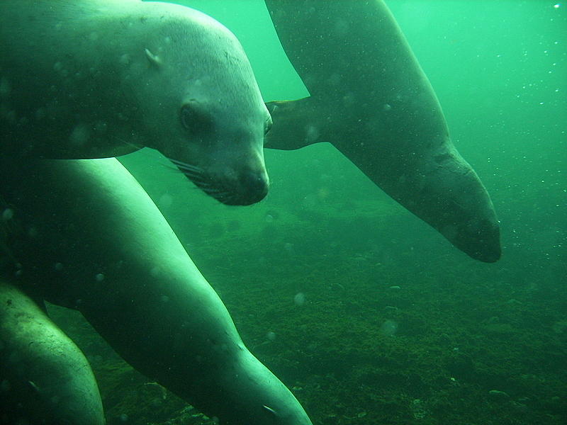 Diving with Lions