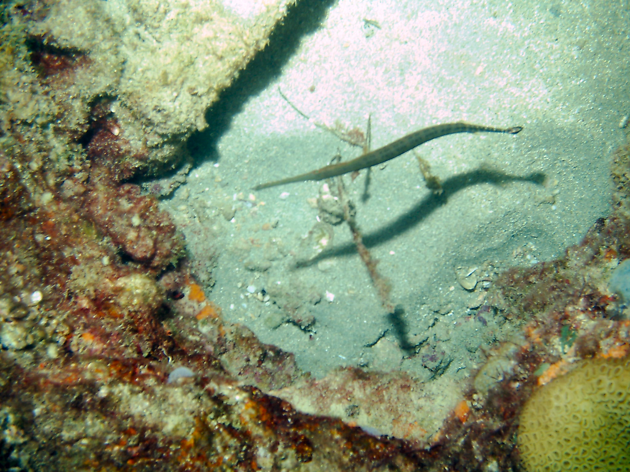 Diving with Steve on a Saturday at LBTS