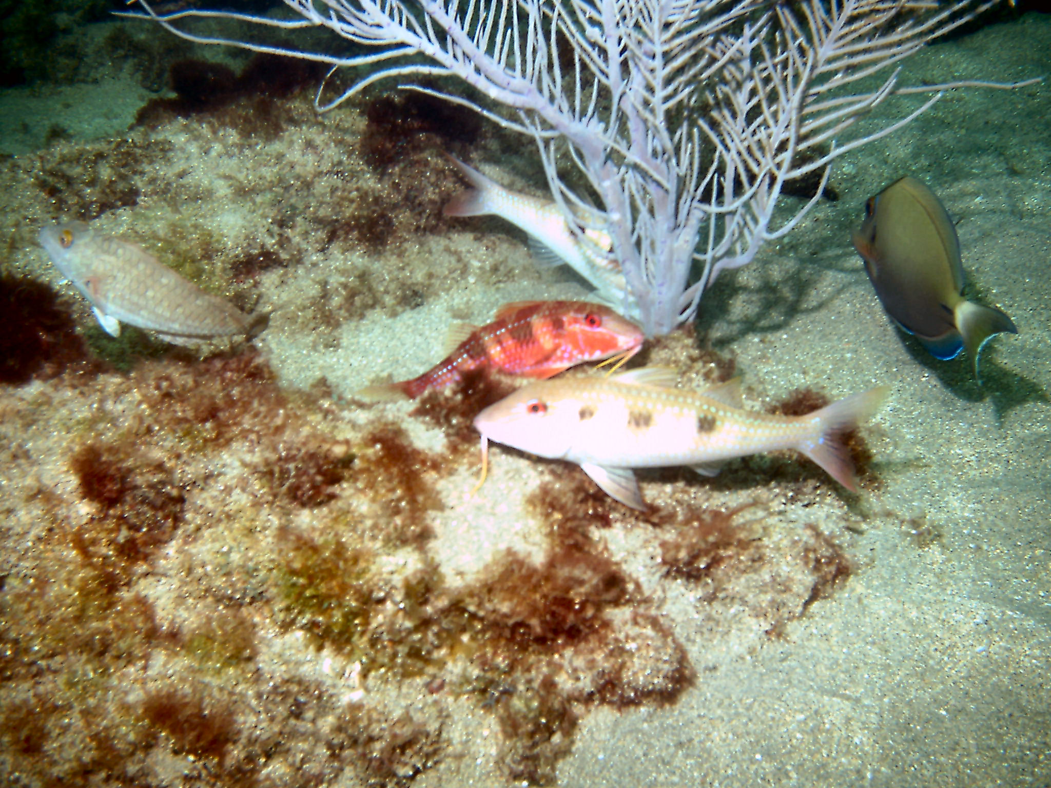 Diving with Steve on a Saturday at LBTS