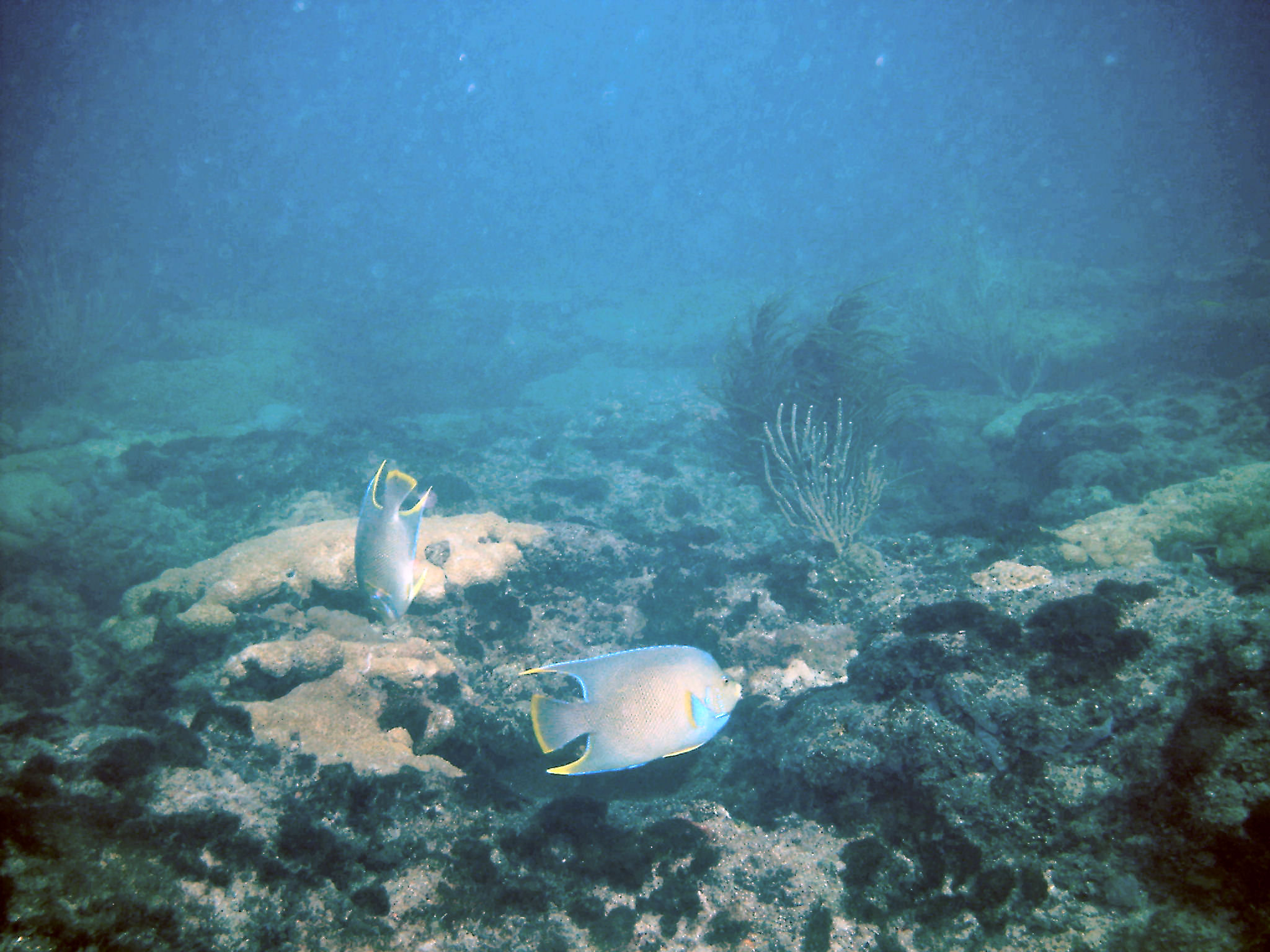 Diving with Steve on a Saturday at LBTS