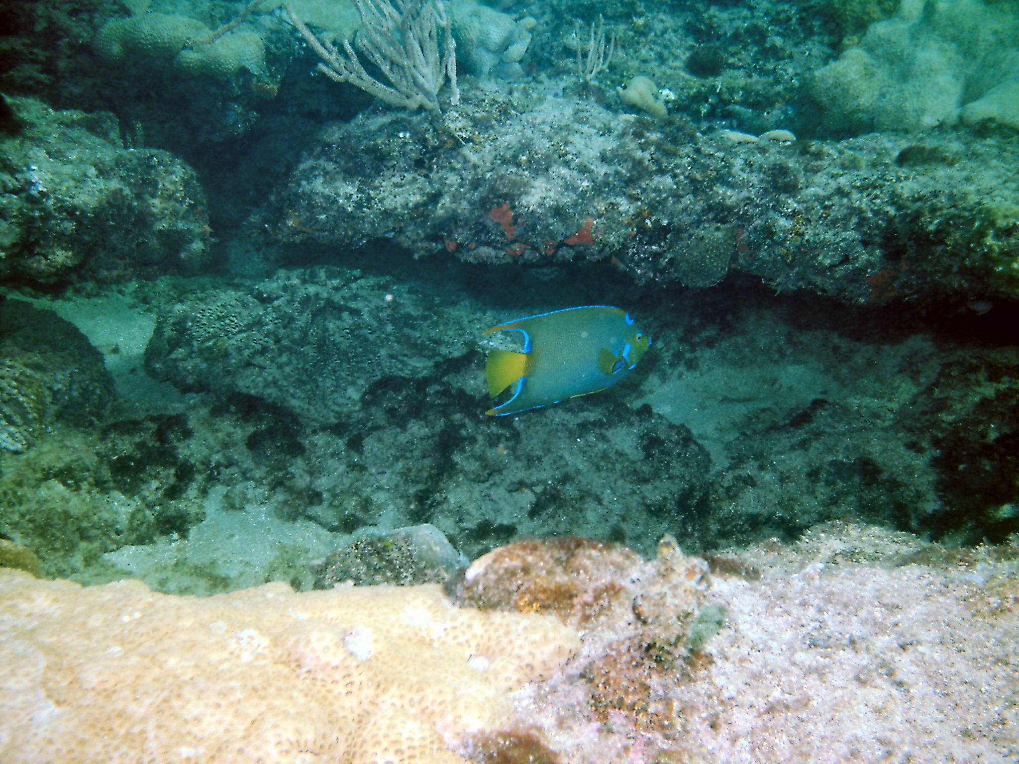 Diving with Steve on a Saturday at LBTS