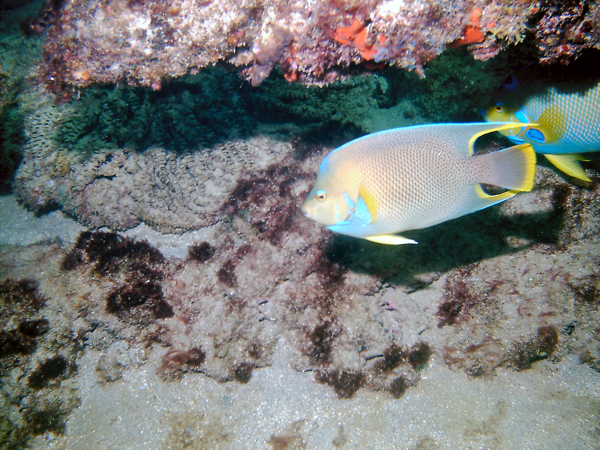 Diving with Steve on a Saturday at LBTS