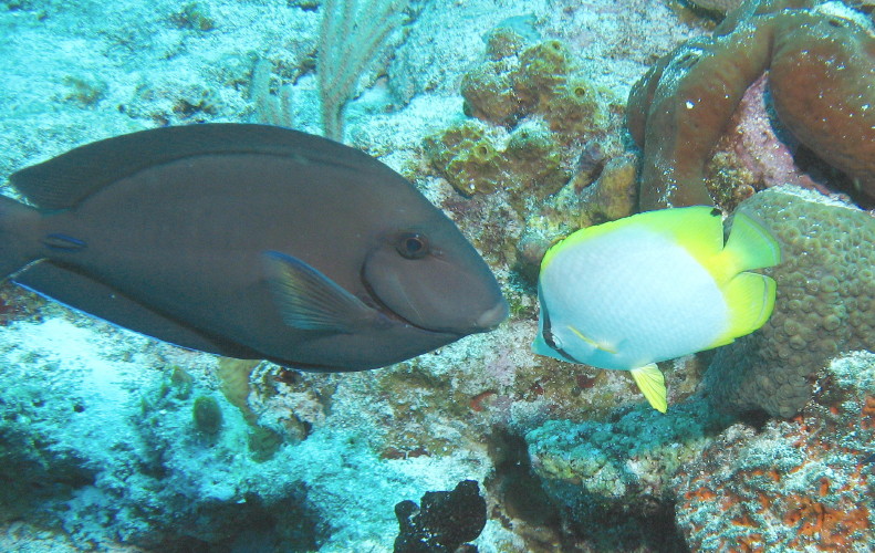 Doctorfish and Spotfin Butterflyfish