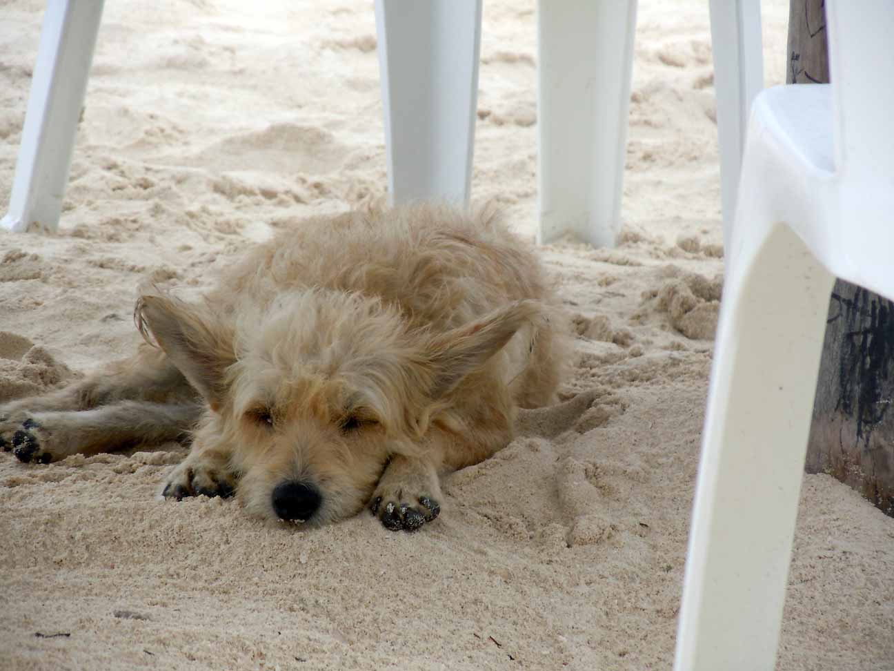 Dog snoozing at the Rasta bar