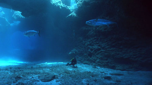 Dog-tooth tuna in cave