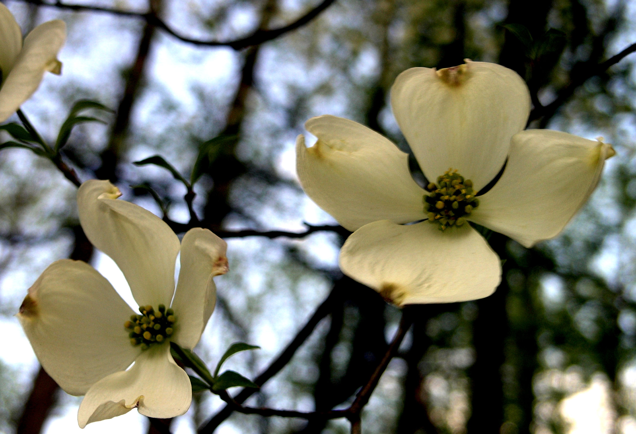 Dogwood