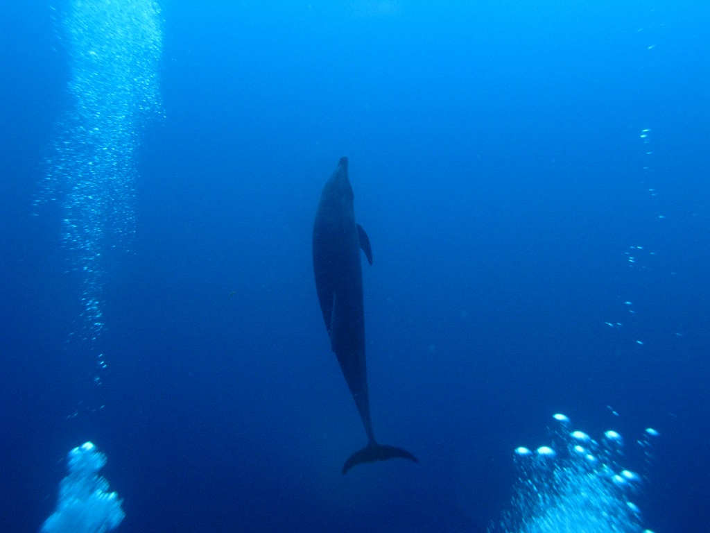 Dolphin greeted us a Roca Partida