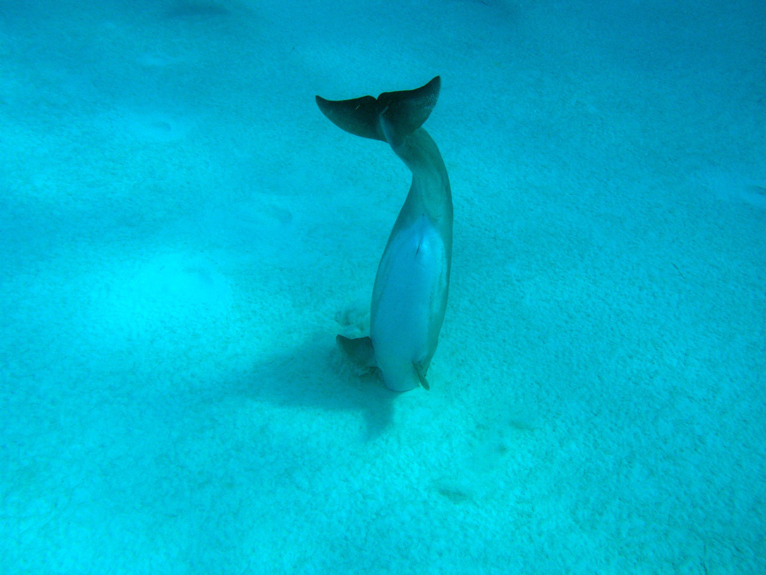 Dolphin hunting razorfish