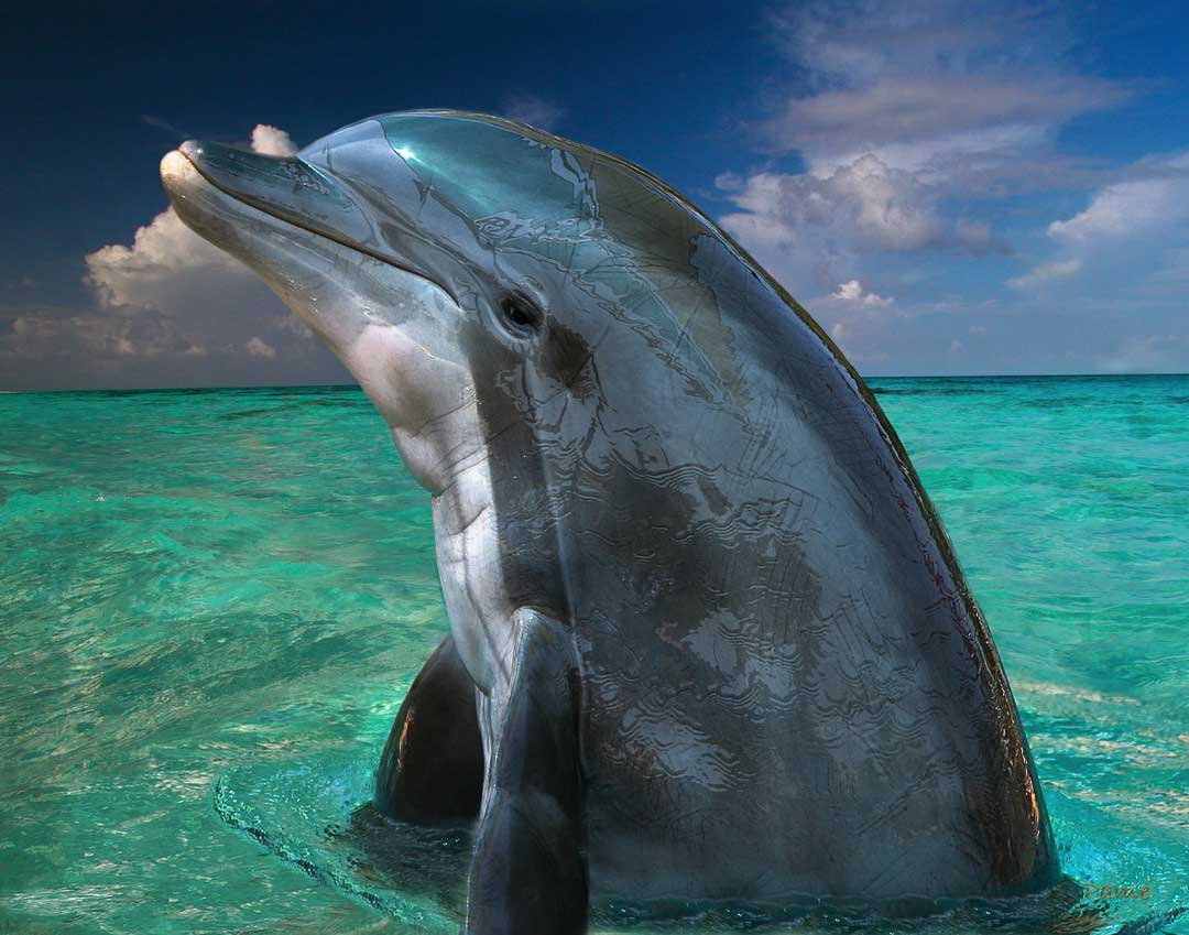 Dolphin in The Bahamas