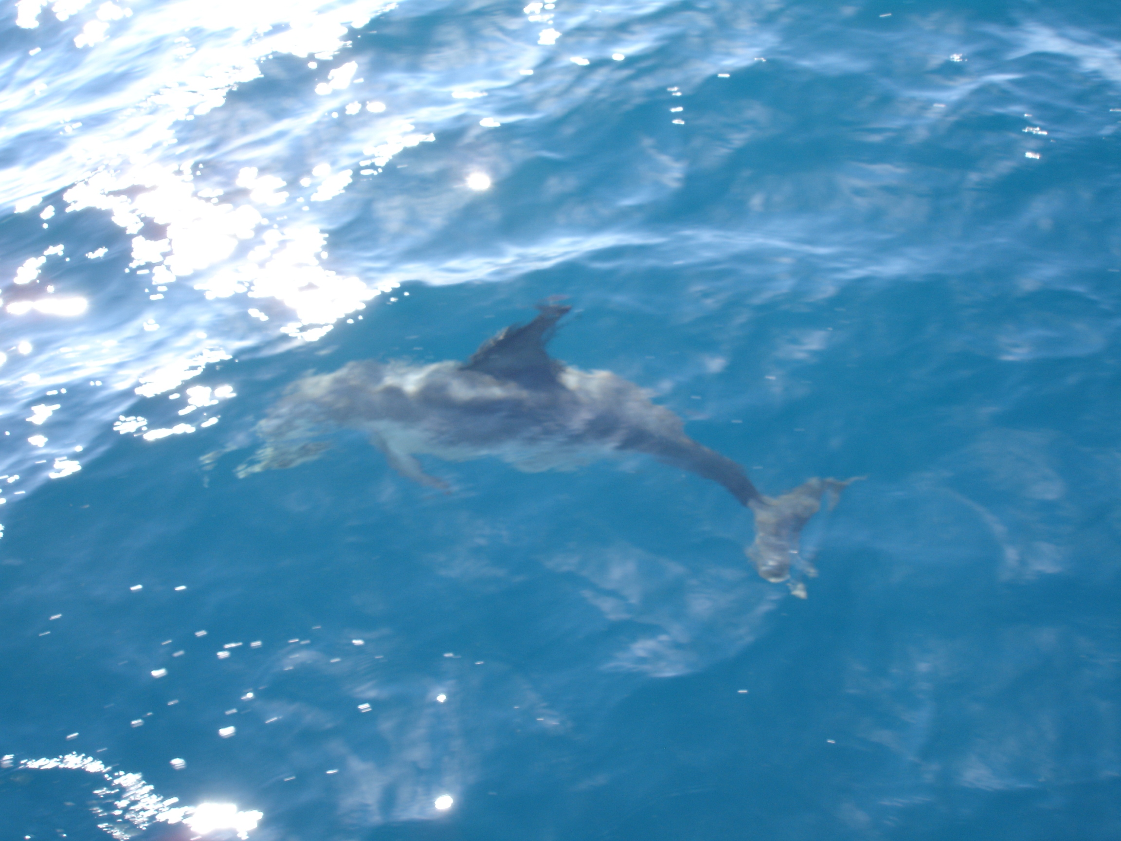 Dolphin