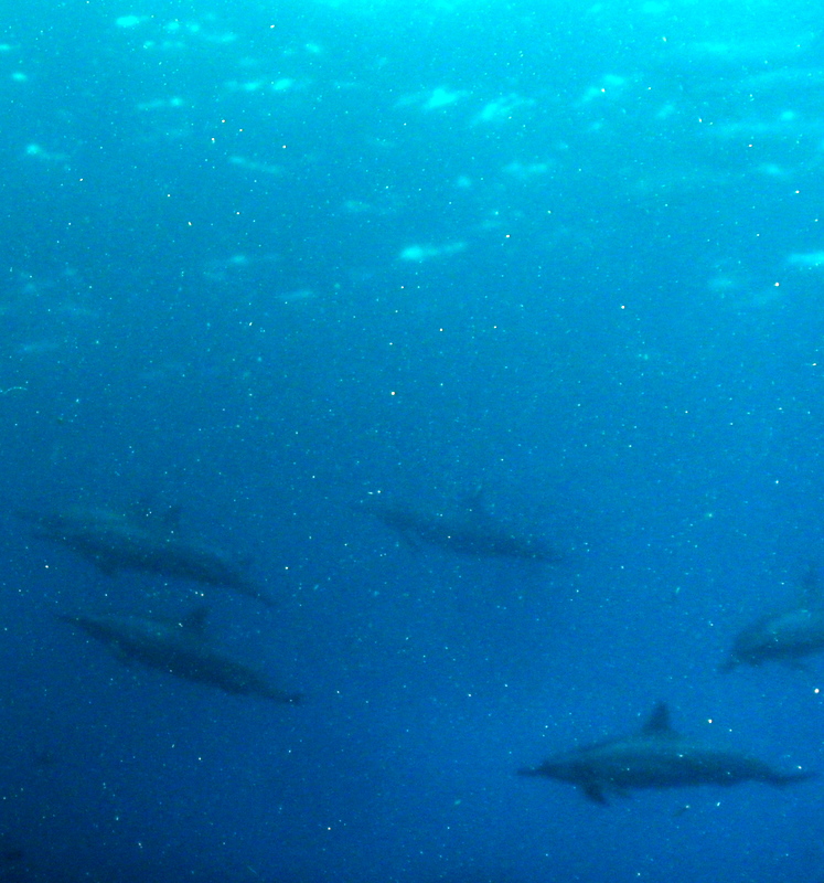 Dolphins at 1st cathedrals Lanai