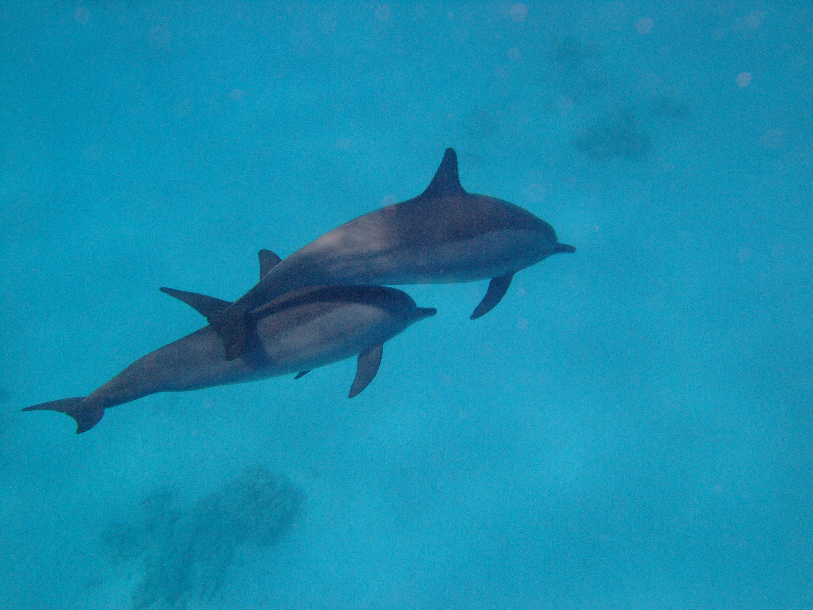 Dolphins at the horse shoe reef