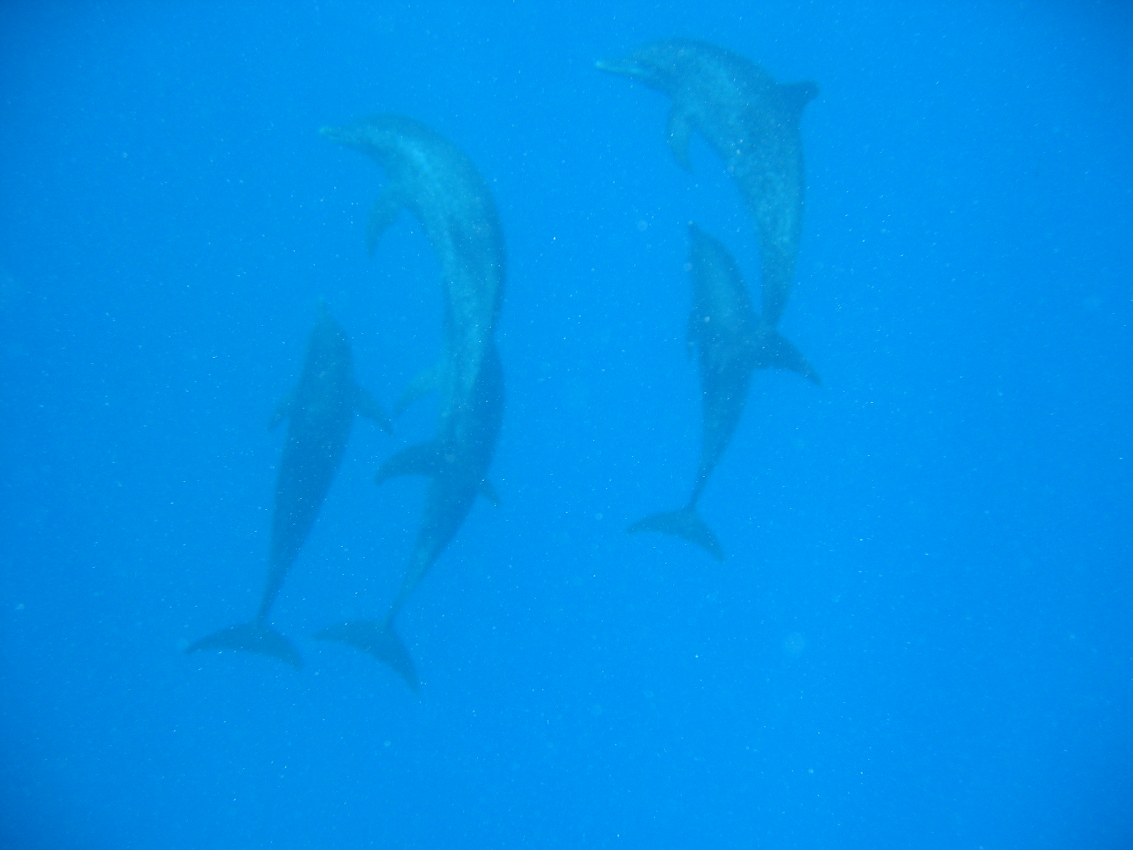 Dolphins Dancing