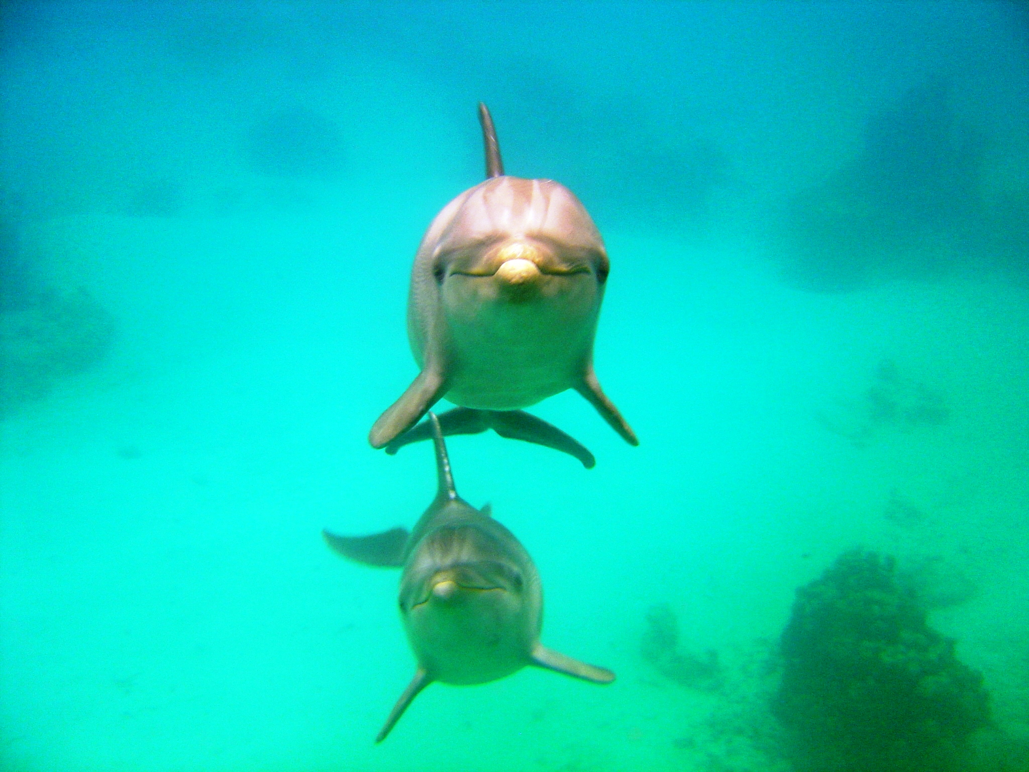 dolphins - roatan