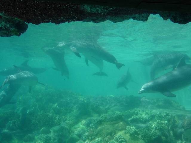 Dolphins - SeaWorld