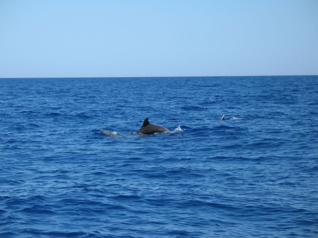 Dolphins