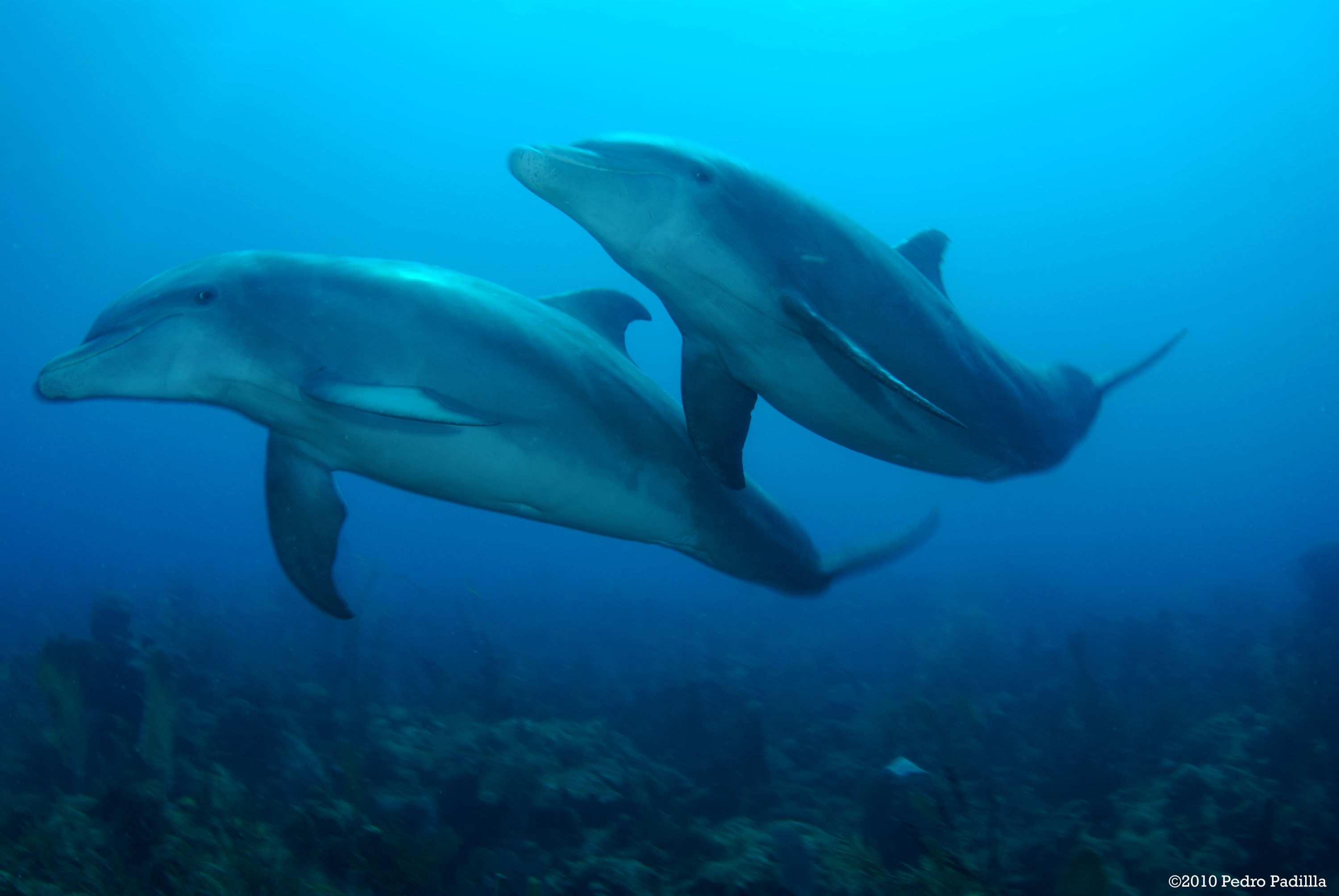 Dolphins