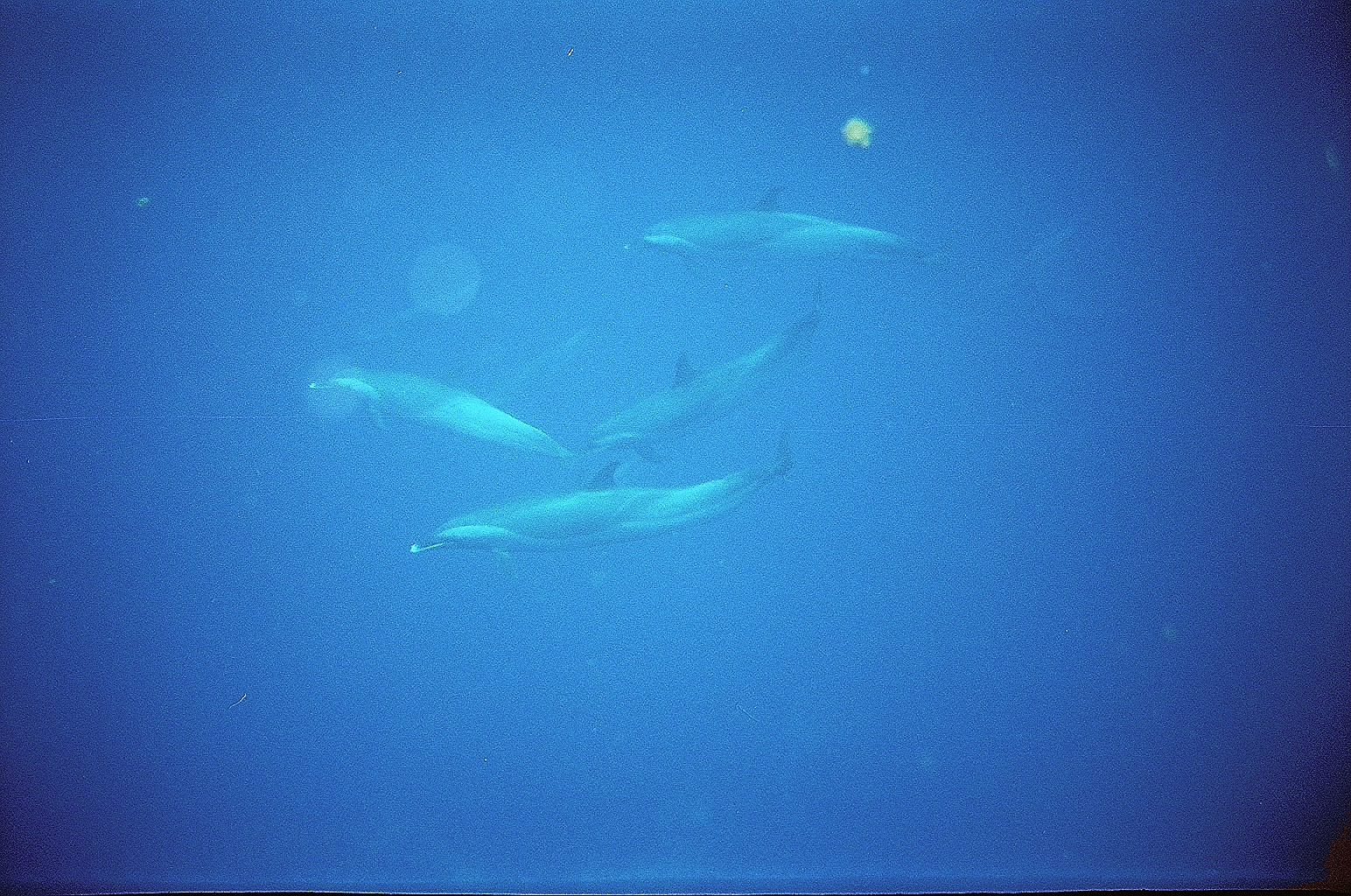 dolphins