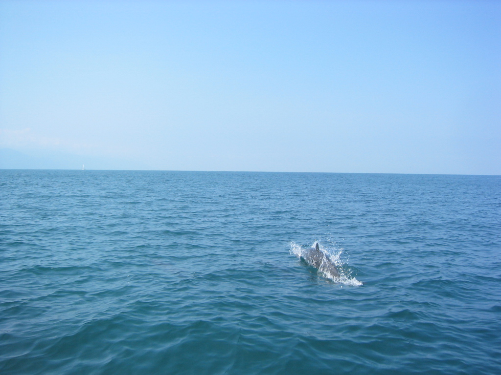 DolphinsPuertoVallarta_1_