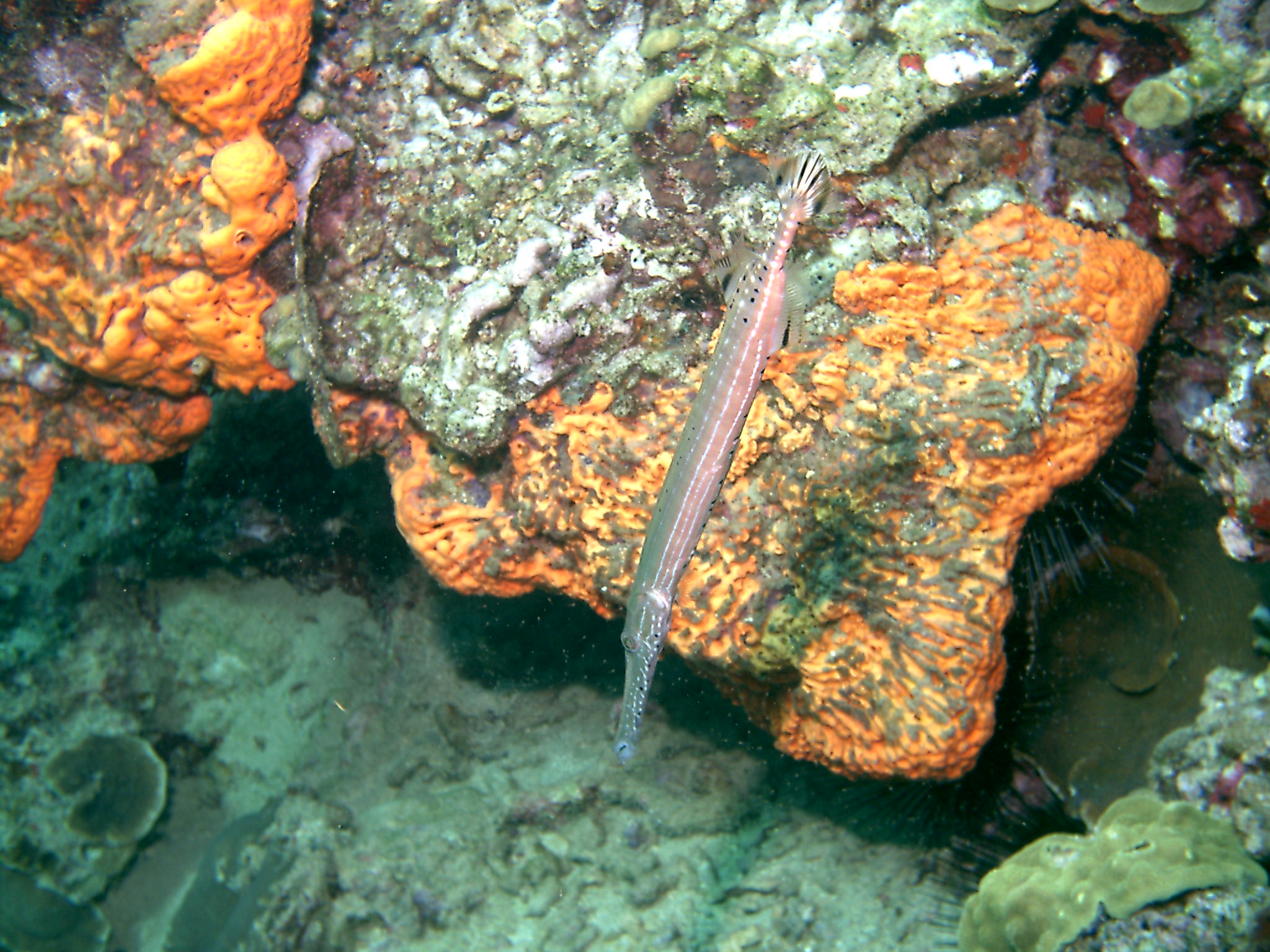 Dominica_Underwater_2005_008