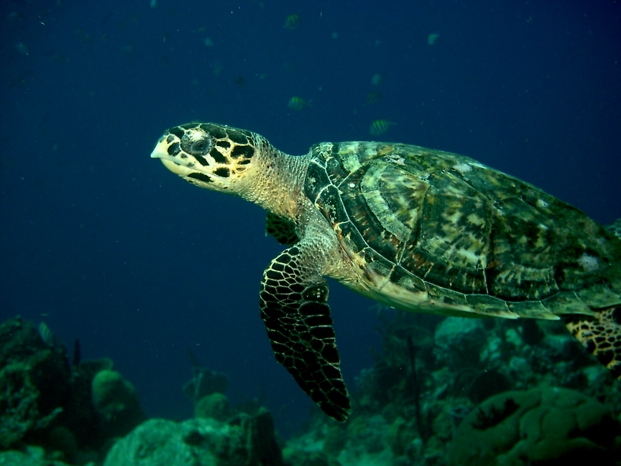 Dominica_Underwater_2005_030