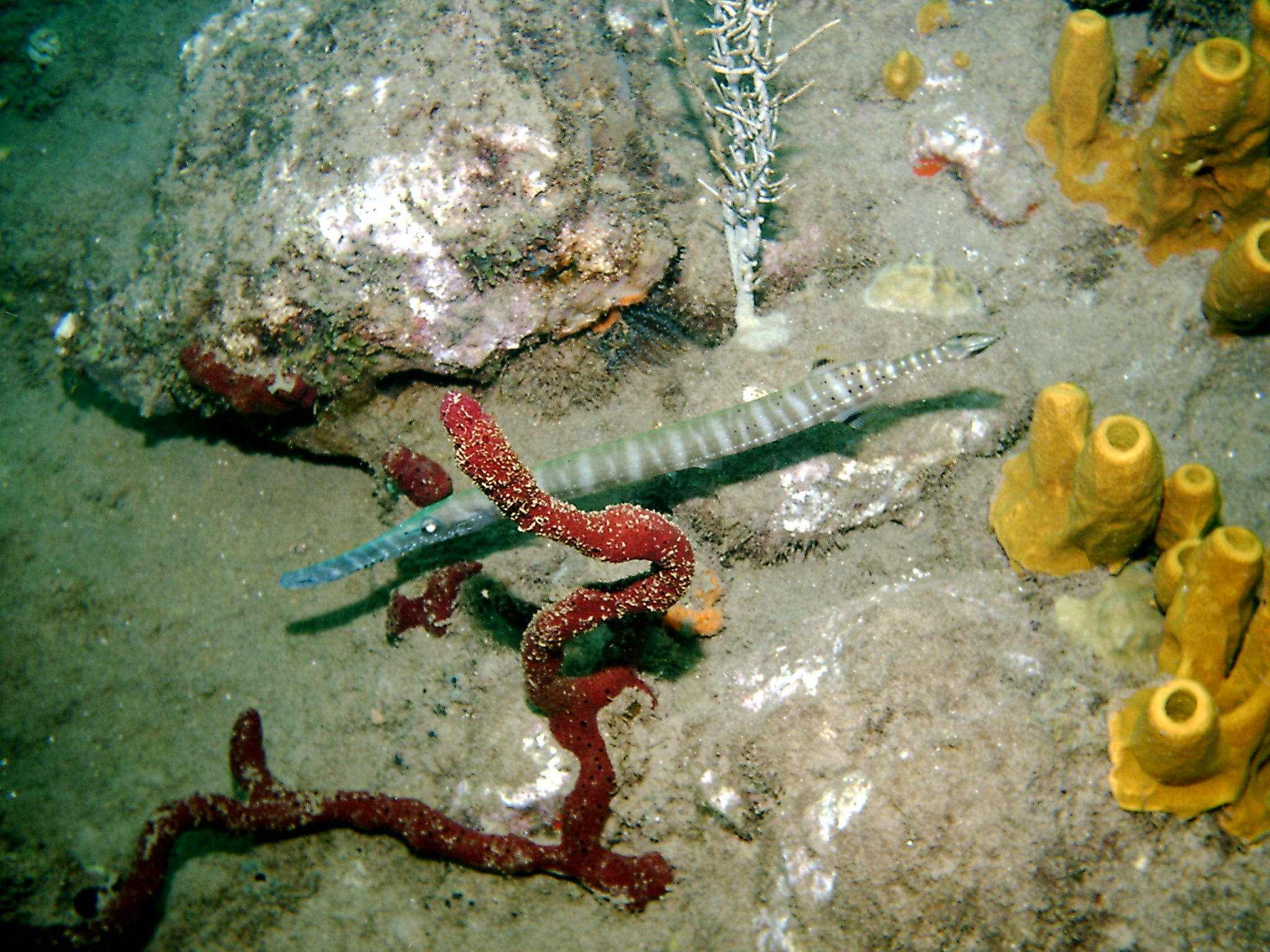 Dominica_Underwater_2005_056