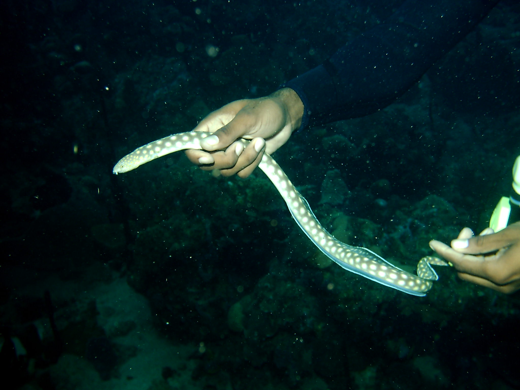 Dominica_Underwater_2005_088