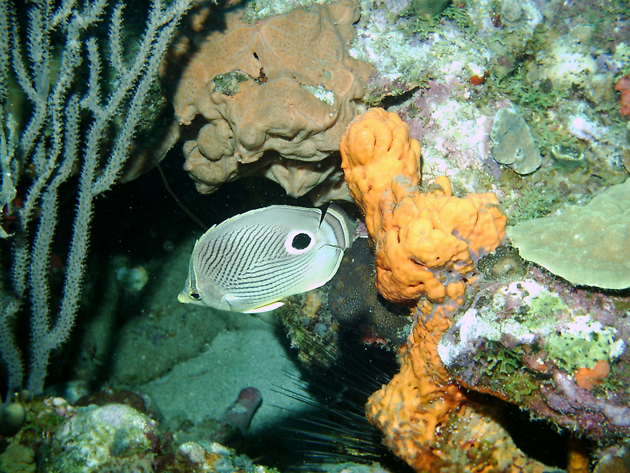 Dominica_Underwater_2005_093