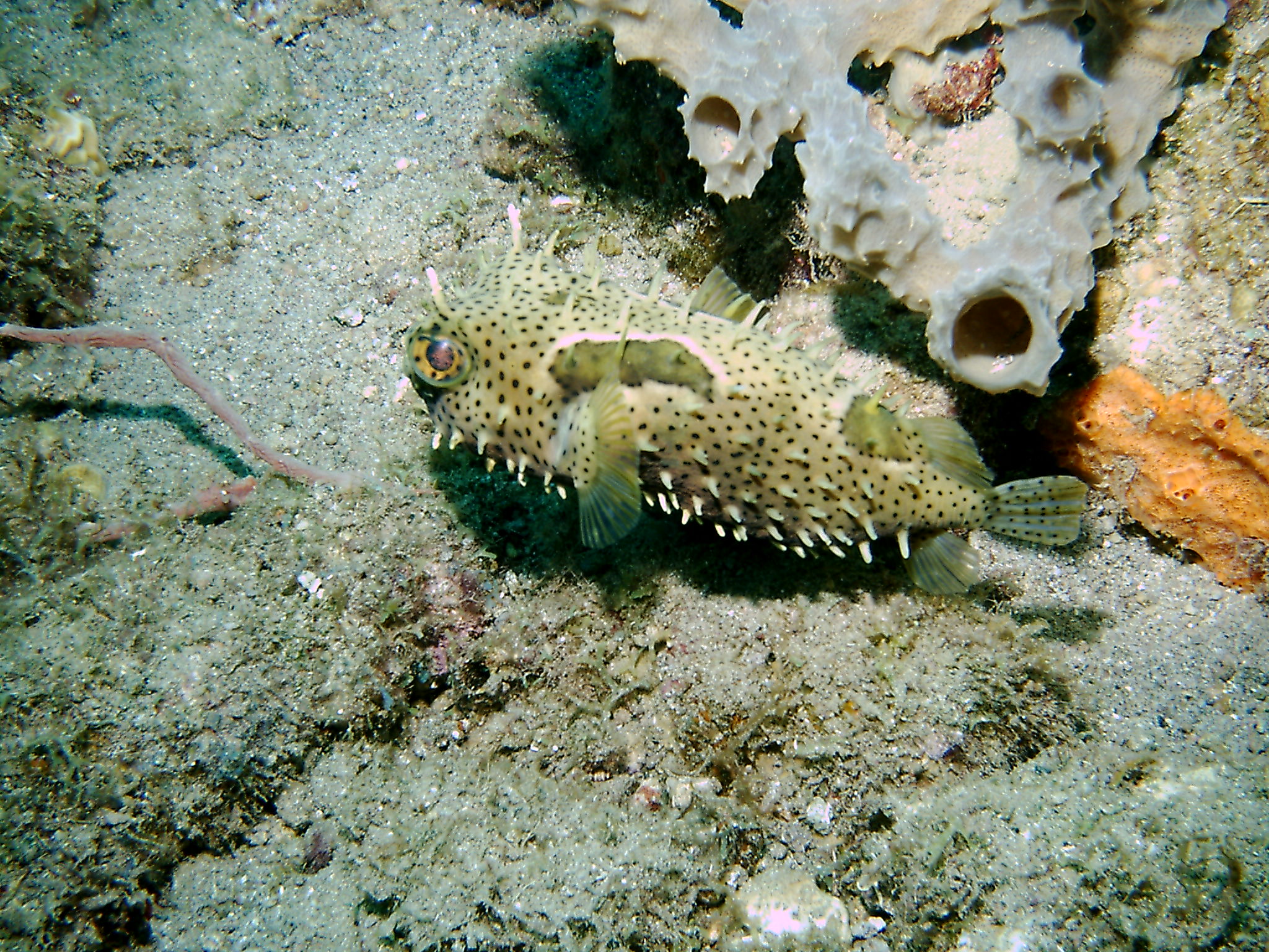 Dominica_Underwater_2005_106