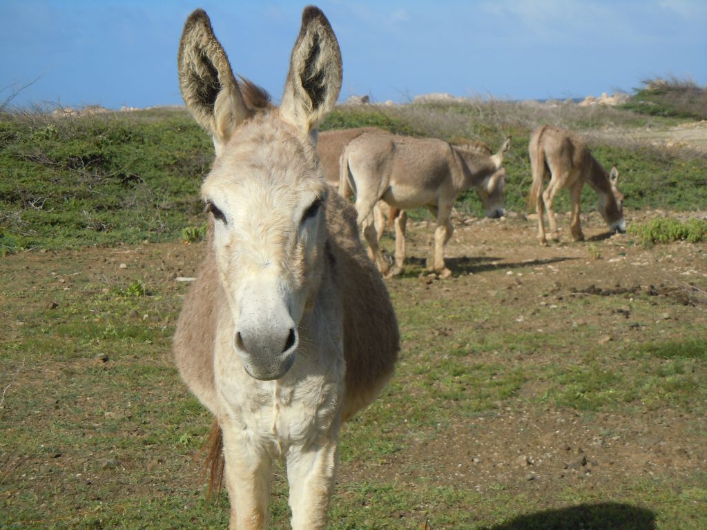 donkey11