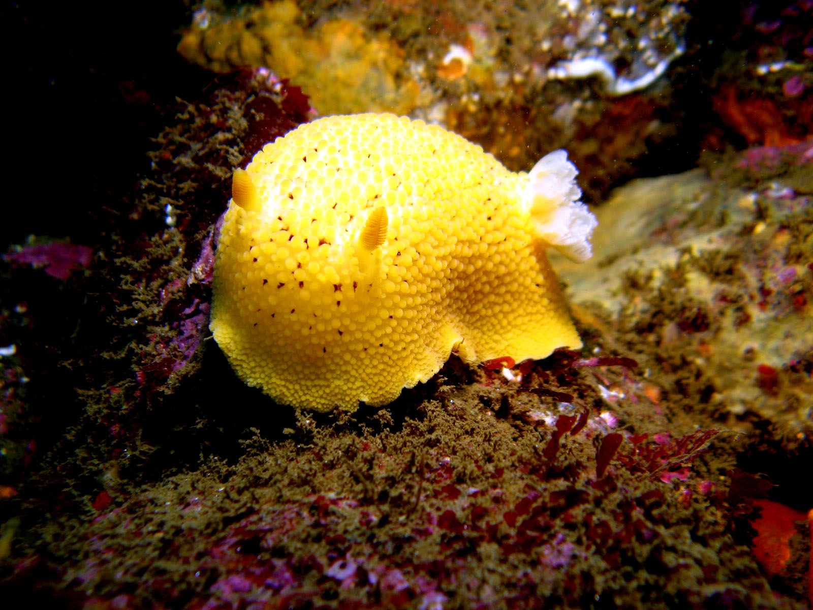 Doriopsilla_albopunctata1