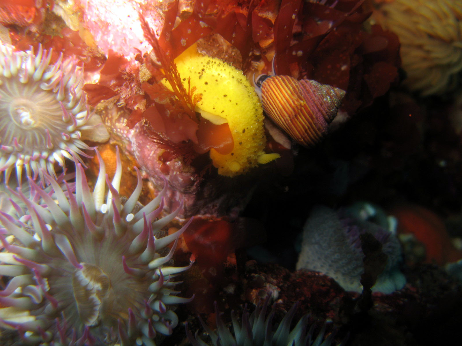 Doris montereyensis with a Purple ring snail and anemone