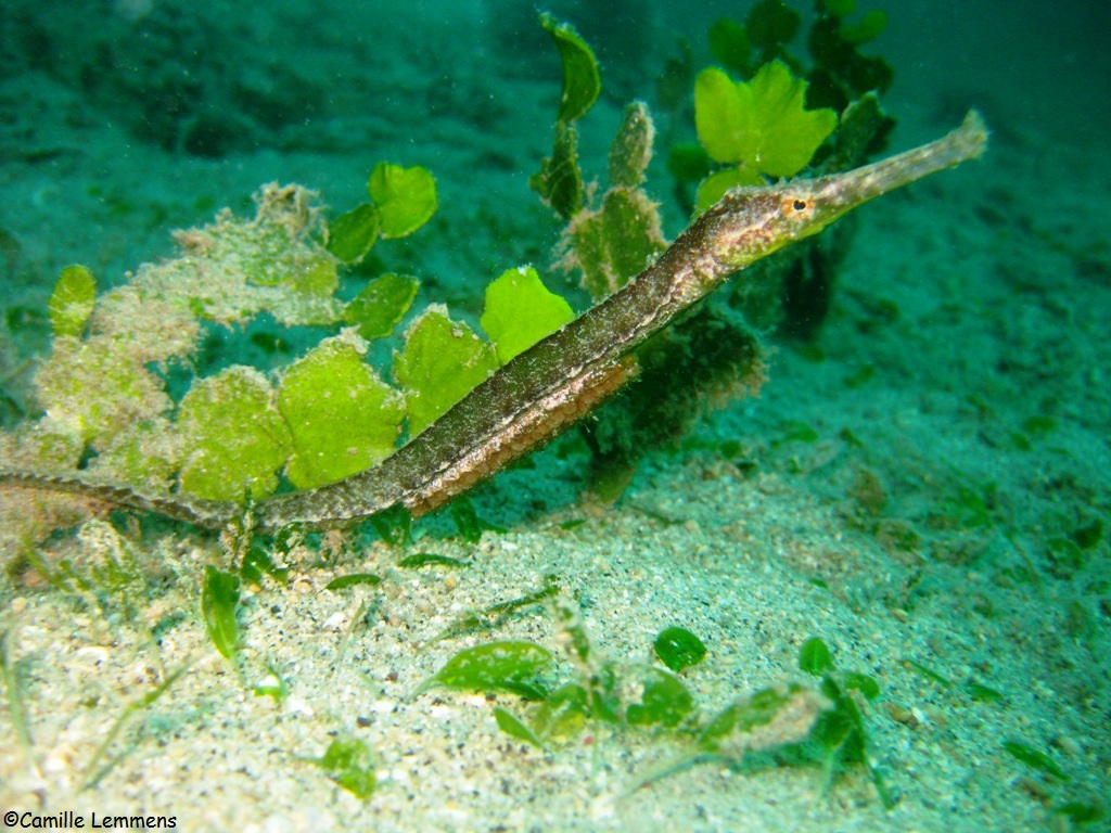 Double ended pipefish with eggs, male