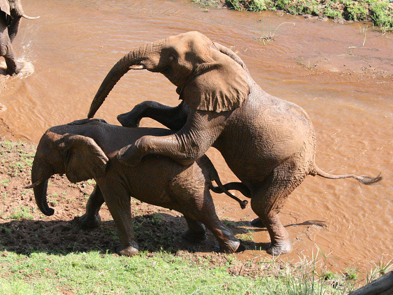 Double trunk