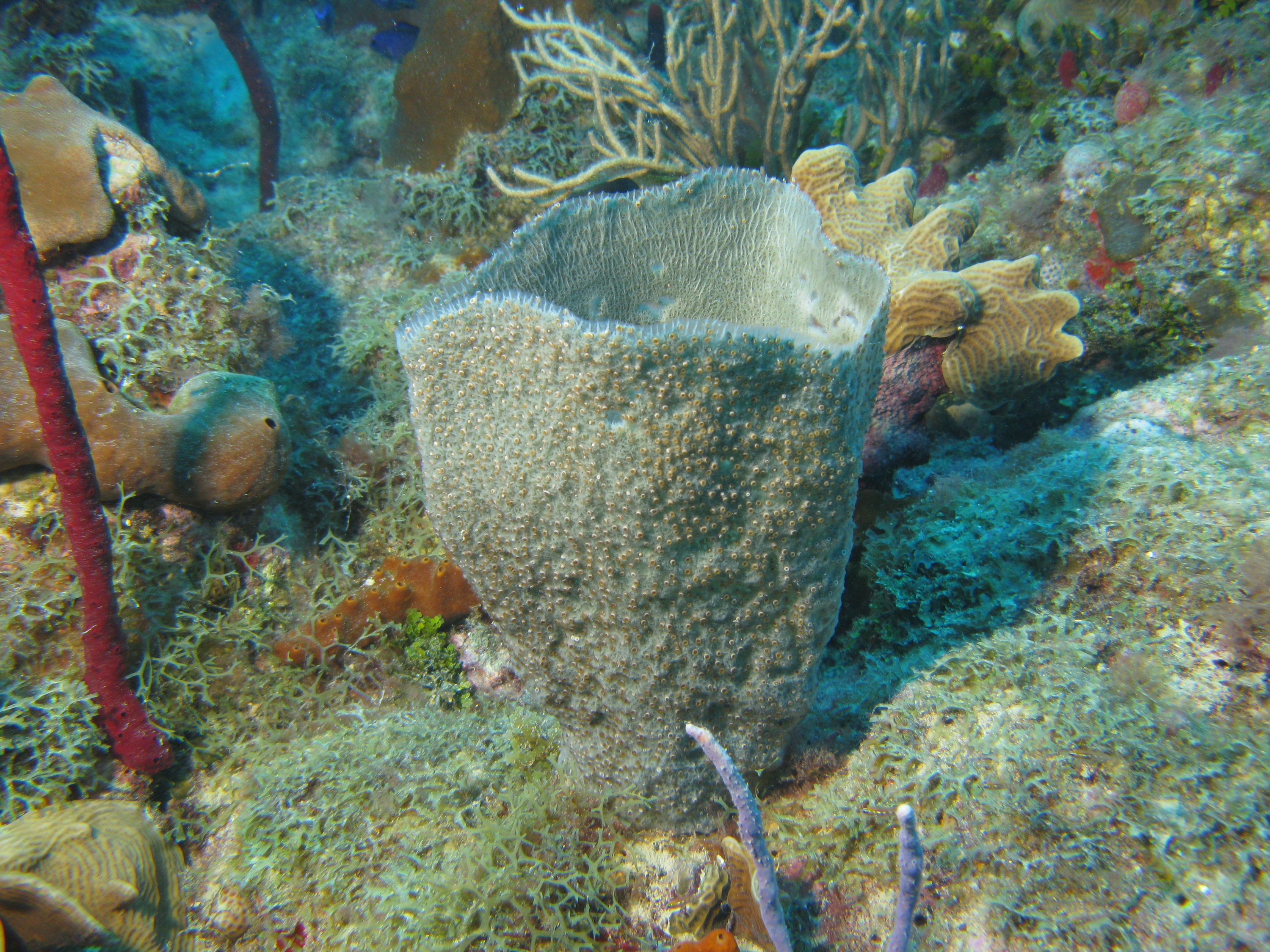 DPP_0106