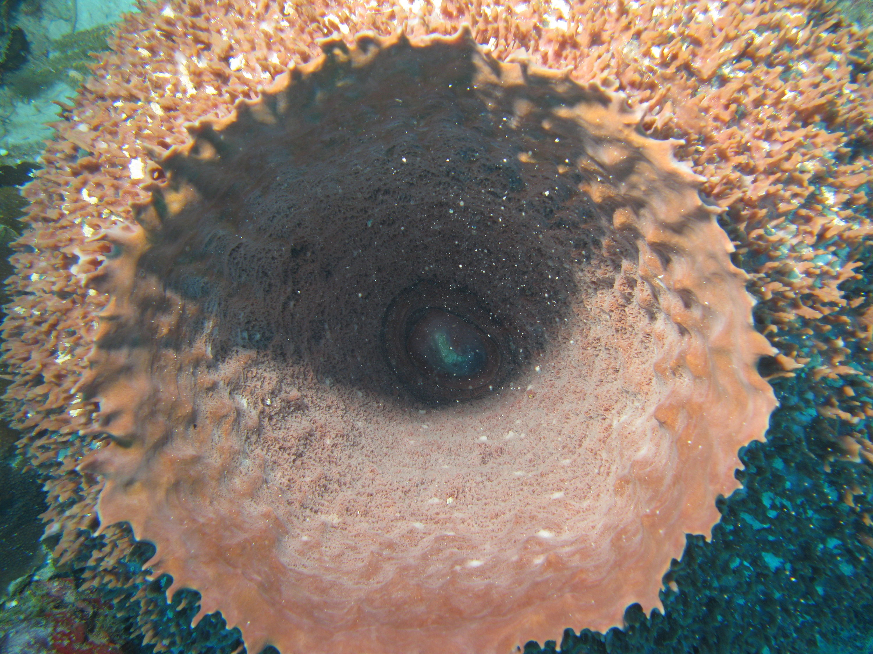 DPP_0114