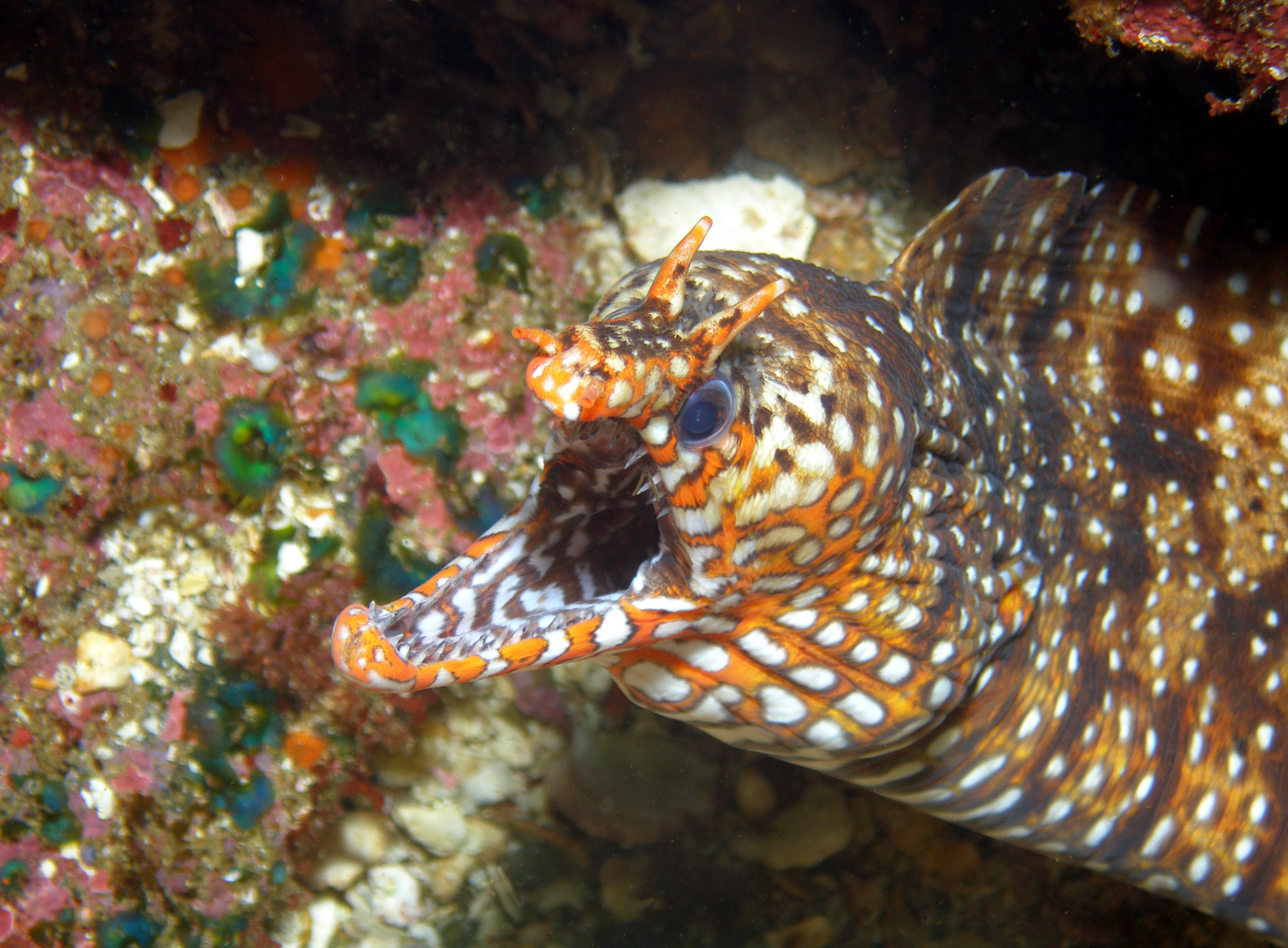 Dragon Moray