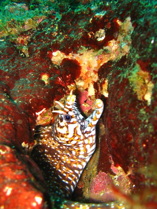 Dragon Moray