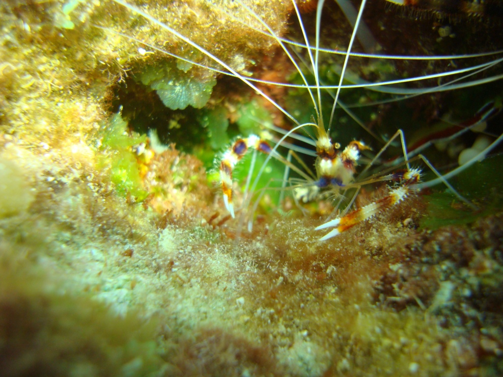 Dragon's Curacao...cleaner shrimp?