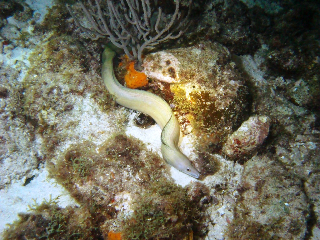 Dragon's Curacao, juvenile moray eel