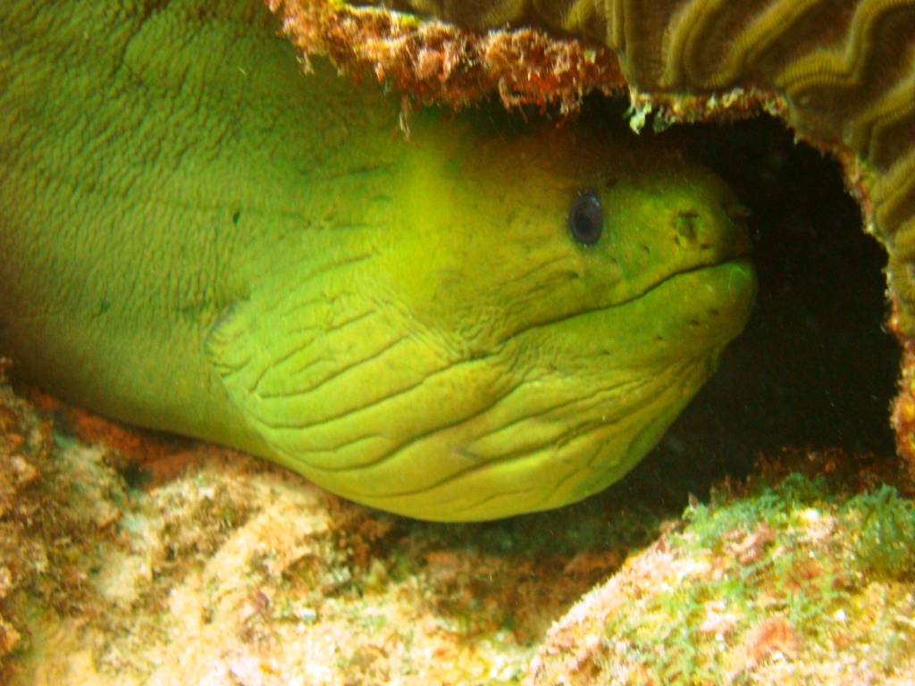 Dragon's Curacao...moray