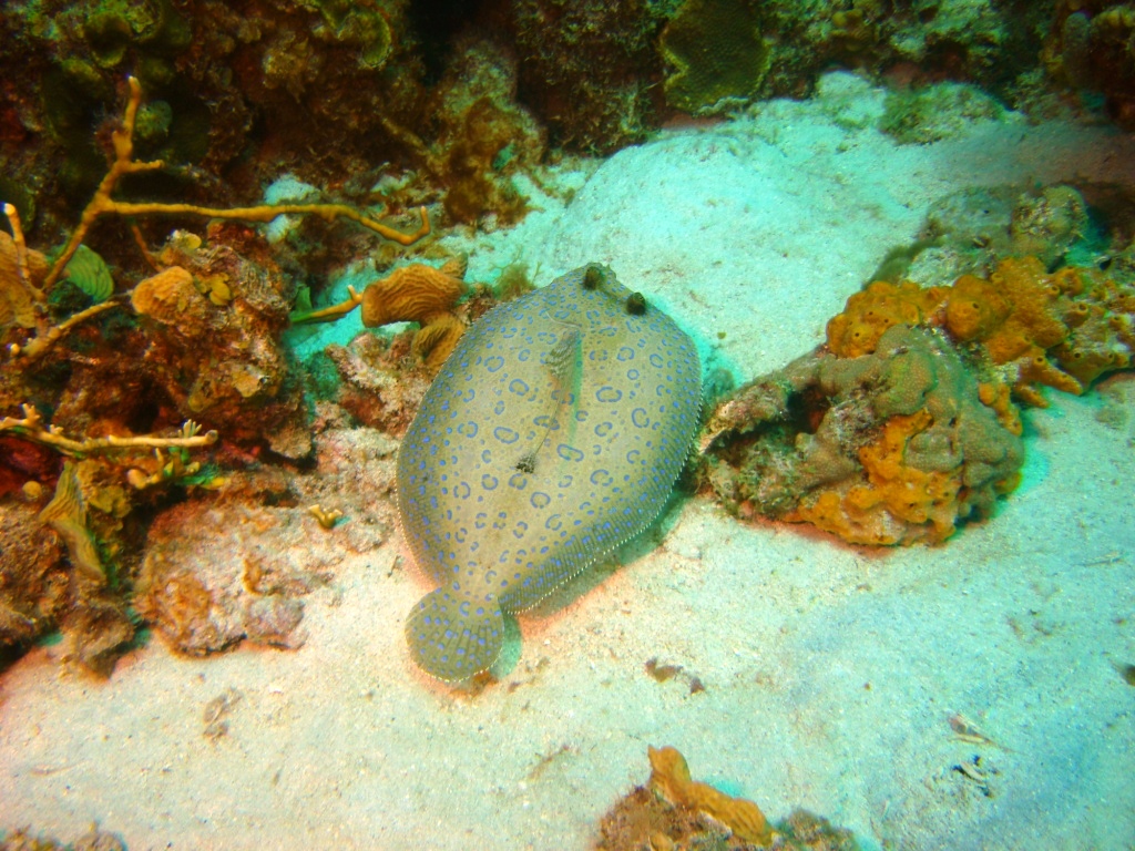 Dragon's Curacao, peacock flounder