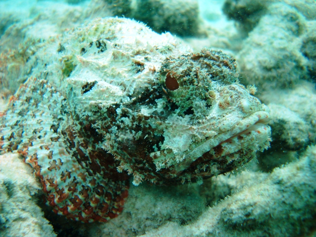 Dragon's Curacao...scorpion fish