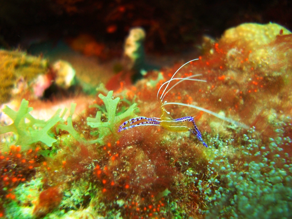 Dragon's Curacao...shrimp