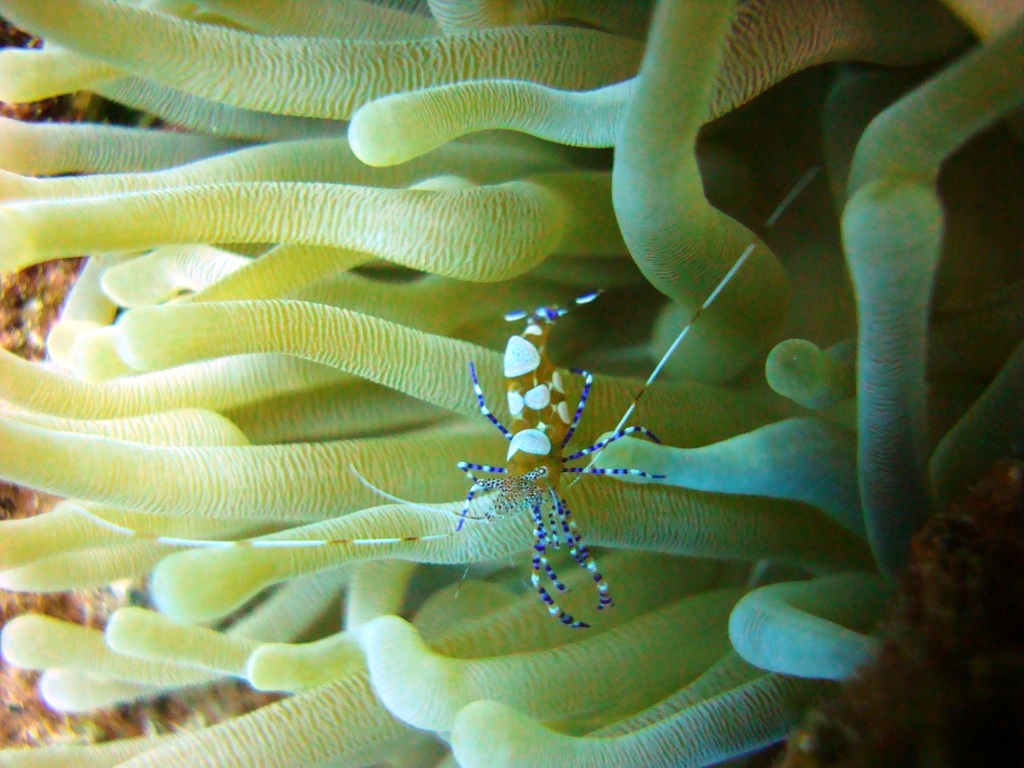 Dragon's Curacao...shrimp