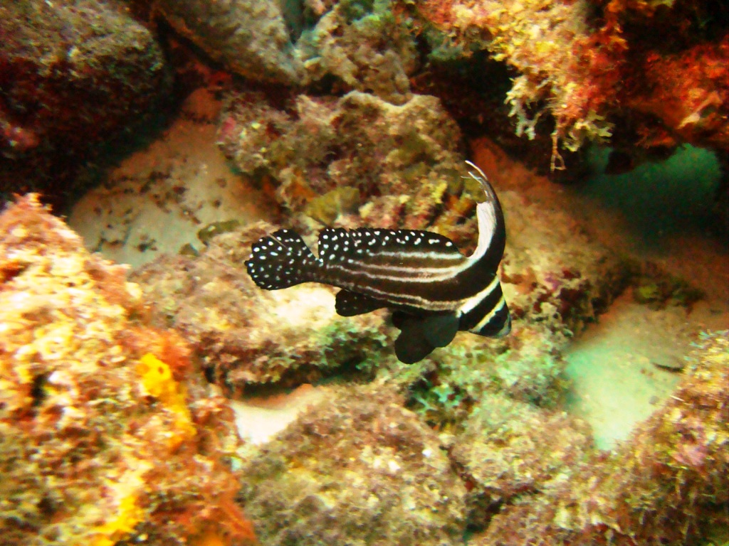Dragon's Curacao, spotted Drum adult