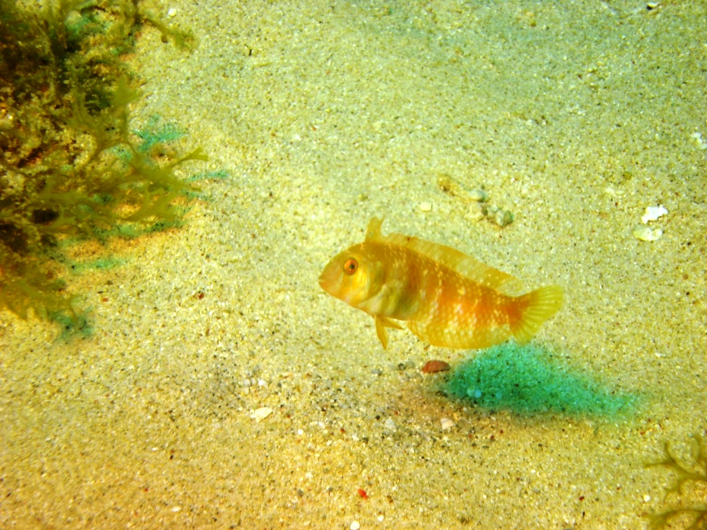 Dragon's Curacao...what is this little guy?