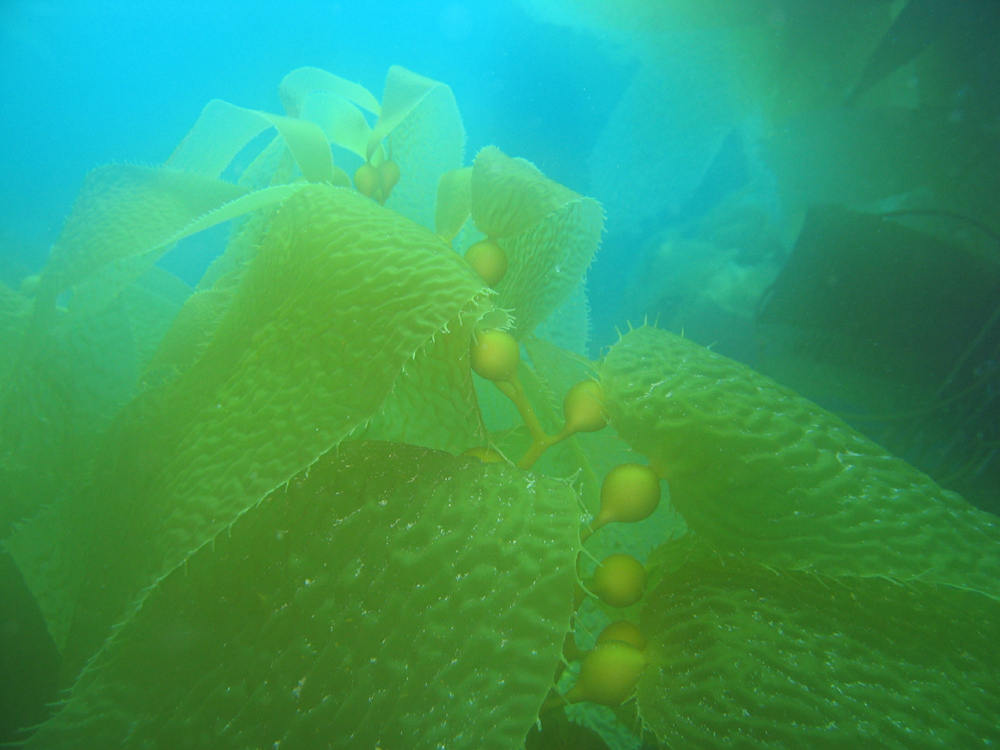 Dreamy Kelp Scene