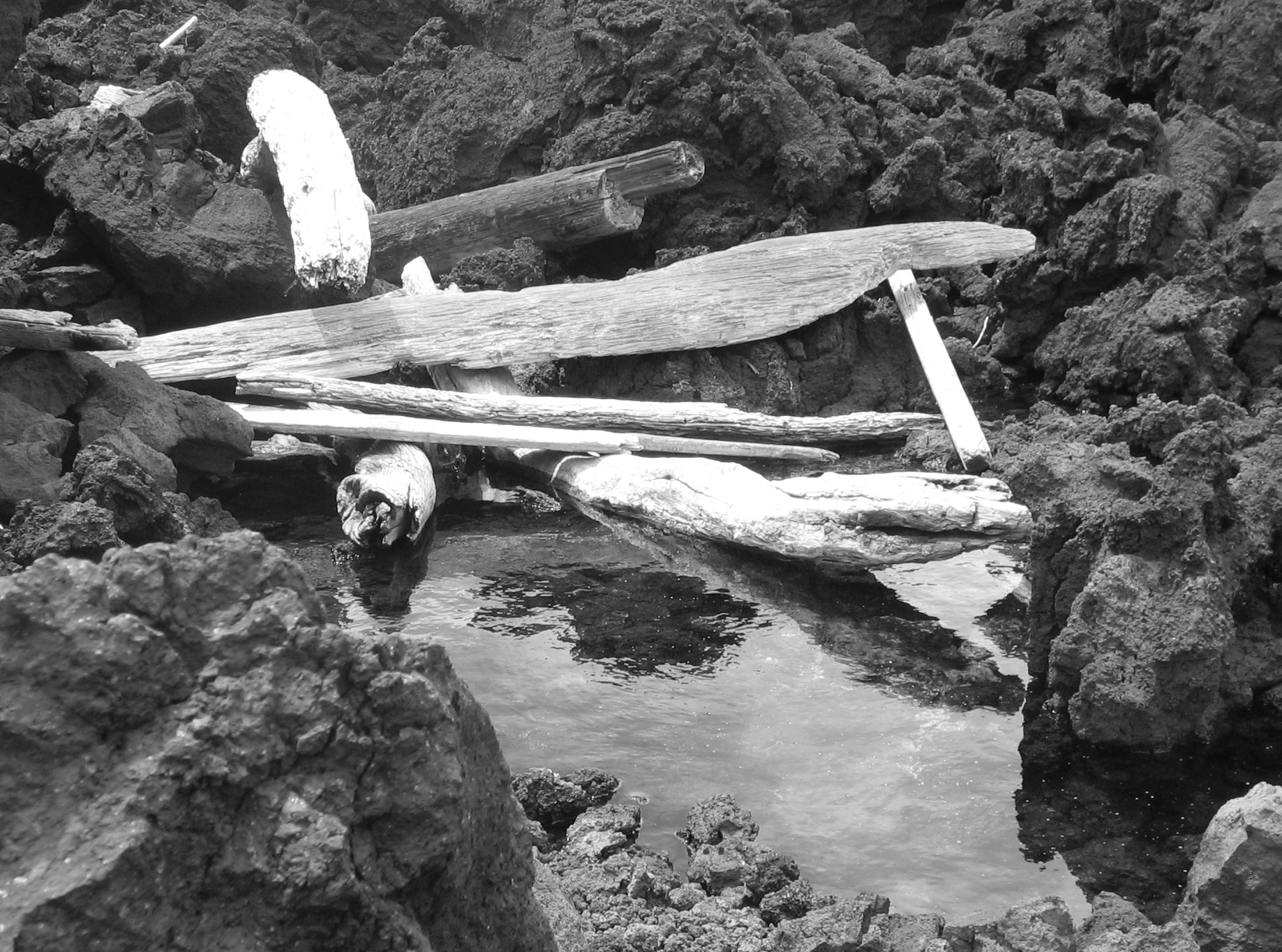 driftwood on lava rock tidal pool